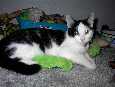 Curious George the Cat