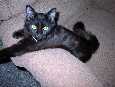 Sam the Cat