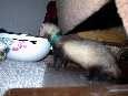Thumbalena the Ferret