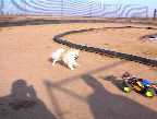 Wolf Chasing the Racer